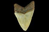 Fossil Megalodon Tooth - North Carolina #131567-2